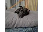Adopt Lorenzo a Shar-Pei, Black Labrador Retriever