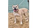 Adopt Steve a American Staffordshire Terrier