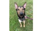 Adopt Crash a German Shepherd Dog