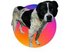 Adopt Blockhead a Terrier, Hound