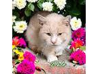 Adopt Dale a Domestic Short Hair