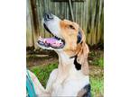 Adopt Tucker a Foxhound