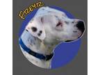 Adopt Freyr a Dogo Argentino