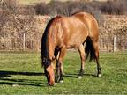 Gorgeous 3 Year Old AQHA Gelding