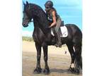 Sweet Friesian mare