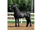 Best Friesian mare