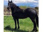 Lovely Friesian mare