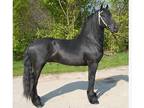 registered Friesian mare horse