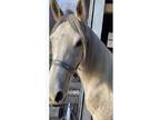 Fun Project mare