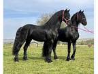 Smart and gentle friesian mare