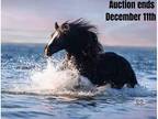 Amazing Trail Horse!