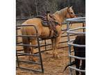12 yr old AQHA Palomino Mare