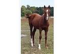 Reg. AQHA Filly