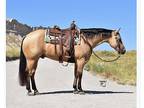 FAMILY Horse!! Buckskin gelding