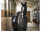 FEI Ready 5 YO