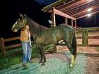 beautiful Tennessee Walker