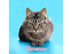 Adopt Renesmee a Domestic Short Hair