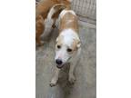 Adopt Beth a Husky