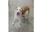 Adopt Linda a Husky