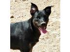 Adopt Jitterbug a German Shepherd Dog