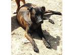Adopt Cassidy a German Shepherd Dog