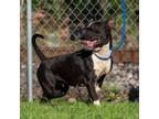 Adopt Dixie D44781 a Pit Bull Terrier, Shar-Pei