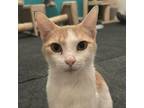 Adopt Noodle a Domestic Short Hair