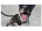 Adopt Bindi a Catahoula Leopard Dog