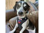 Adopt Bobbie a Rat Terrier, Mixed Breed
