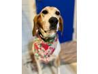 Adopt Lilly a Treeing Walker Coonhound