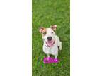 Adopt Ellie a Black Mouth Cur, Labrador Retriever