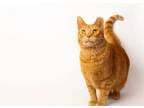Adopt Jason a Domestic Short Hair