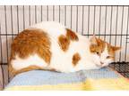 Adopt Joe Namath a Domestic Short Hair