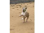 Adopt Cooper - Adoption fee sponsored by Meriam Park Laser Center a Pit Bull
