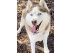 Adopt Hazle A406399 a Siberian Husky