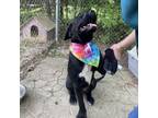 Adopt Thicker Than A Snicker ( Cooper) a Cane Corso, Labrador Retriever
