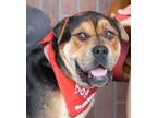 Adopt Sir Oliver - Adopt Me! a Shar-Pei, Mastiff