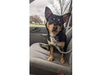 Adopt Rebel a Corgi