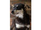 Adopt Pencil a Dachshund