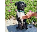 Adopt Paco a Pug, Mixed Breed