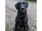 Adopt Scruffy a Airedale Terrier, Golden Retriever
