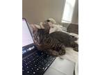 Adopt Swann a Domestic Short Hair