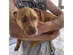 Adopt Red a Terrier, Labrador Retriever