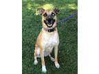 Adopt Kali a Husky, Labrador Retriever