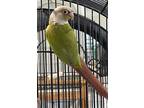 Adopt Sammy a Conure