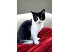 Adopt Rebecca a American Shorthair