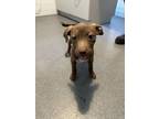 Adopt Odessa a Pit Bull Terrier