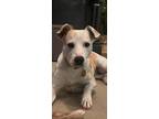 Adopt Ivy a Border Collie, Terrier