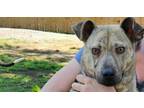 Adopt Zelda a Carolina Dog, Shepherd