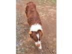 Adopt Chloe a Australian Shepherd